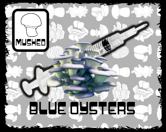 Blue Oyster Mushroom Culture Syringe