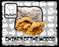 Chicken of the Woods Mushroom Grow Block