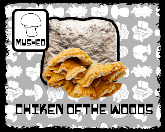 Chicken of the Woods Mushroom Grow Block