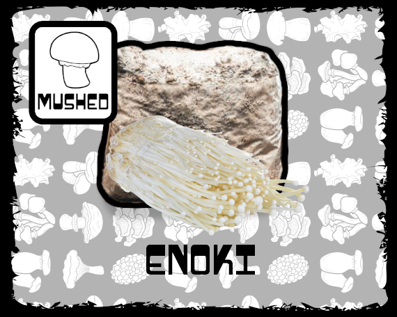 Enoki Mushroom Grow Block