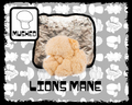 Lions Mane Mushroom Grow Block