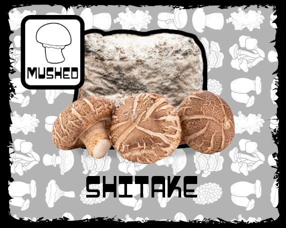 Shitake Mushroom Grow Block