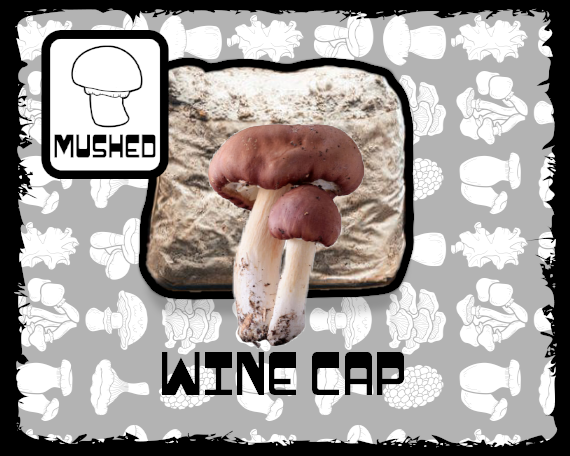 Wine Cap Mushroom Grow Block